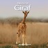 Giraf