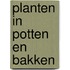 Planten in potten en bakken