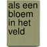 Als een bloem in het veld