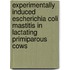 Experimentally induced Escherichia coli mastitis in Lactating primiparous cows