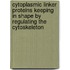 Cytoplasmic Linker Proteins Keeping in shape by regulating the cytoskeleton