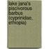 Lake Jana's piscivorous barbus (Cyprinidae, Ethiopia)