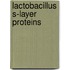 Lactobacillus S-layer proteins