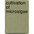 Cultivation of microalgae