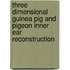 Three dimensional guinea pig and pigeon inner ear reconstruction