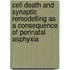 Cell death and synaptic remodelling as a consequence of perinatal asphyxia