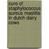 Cure of staphylococcus aureus mastitis in Dutch dairy cows
