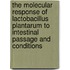 The molecular response of lactobacillus plantarum to intestinal passage and conditions