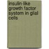 Insulin-like growth factor system in glial cells