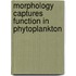 Morphology captures function in phytoplankton