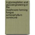 N-glycosylation and glycoengineering in the mushroom-forming fungus schizophyllum commune
