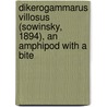 Dikerogammarus villosus (Sowinsky, 1894), an amphipod with a bite by D. Platvoet
