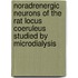 Noradrenergic neurons of the rat locus coeruleus studied by microdialysis