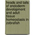 Heads and tails of endoderm development and adult tissue homeostasis in zebrafish