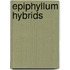 Epiphyllum hybrids