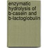 Enzymatic hydrolysis of B-casein and B-lactoglobulin