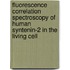 Fluorescence correlation spectroscopy of human syntenin-2 in the living cell