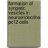 Formation Of Synpatic Vesicles In Neuroendocrine Pc12 Cells