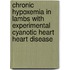 Chronic hypoxemia in lambs with experimental cyanotic heart heart disease