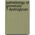 Pathobiology of glomerular α-dystroglycan