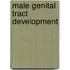 Male genital tract development