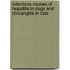 Infectious causes of hepatitis in dogs and cholangitis in cats
