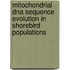 Mitochondrial Dna Sequence Evolution In Shorebird Populations