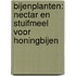 Bijenplanten: nectar en stuifmeel voor honingbijen
