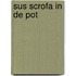 Sus Scrofa in de pot