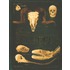 Bones schedels