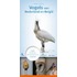 Minigids vogels van Nederland en België