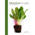 Moestuin in pot