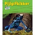 Pijlgifkikker