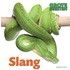 Slang