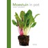 Moestuin in pot
