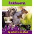 Eekhoorn