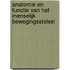 Anatomie en functie van het menselijk bewegingsstelsel