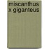 Miscanthus x Giganteus