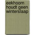 Eekhoorn houdt geen winterslaap
