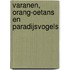 Varanen, orang-oetans en paradijsvogels