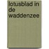 Lotusblad in de Waddenzee