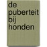 De puberteit bij honden