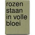 Rozen staan in volle bloei