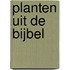 Planten uit de Bijbel