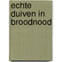 Echte Duiven in broodnood