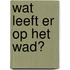 Wat leeft er op het wad?