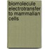 Biomolecule electrotransfer to mammalian cells